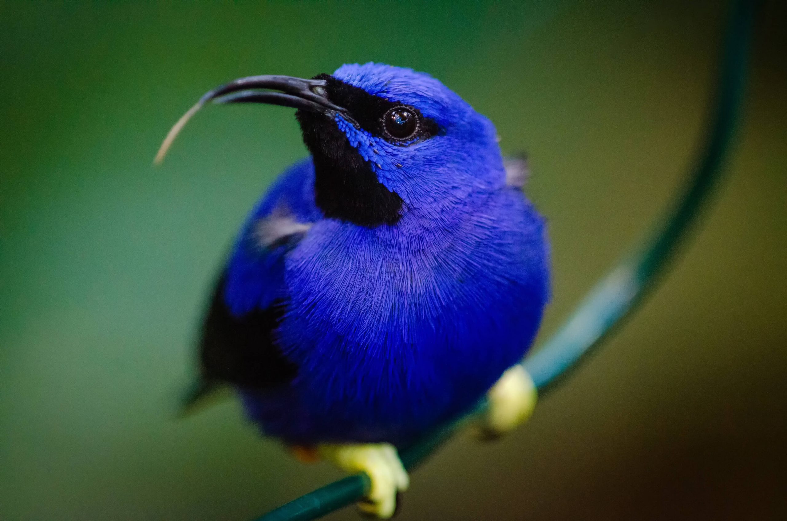 Celebrate July 4th with these all-American birds