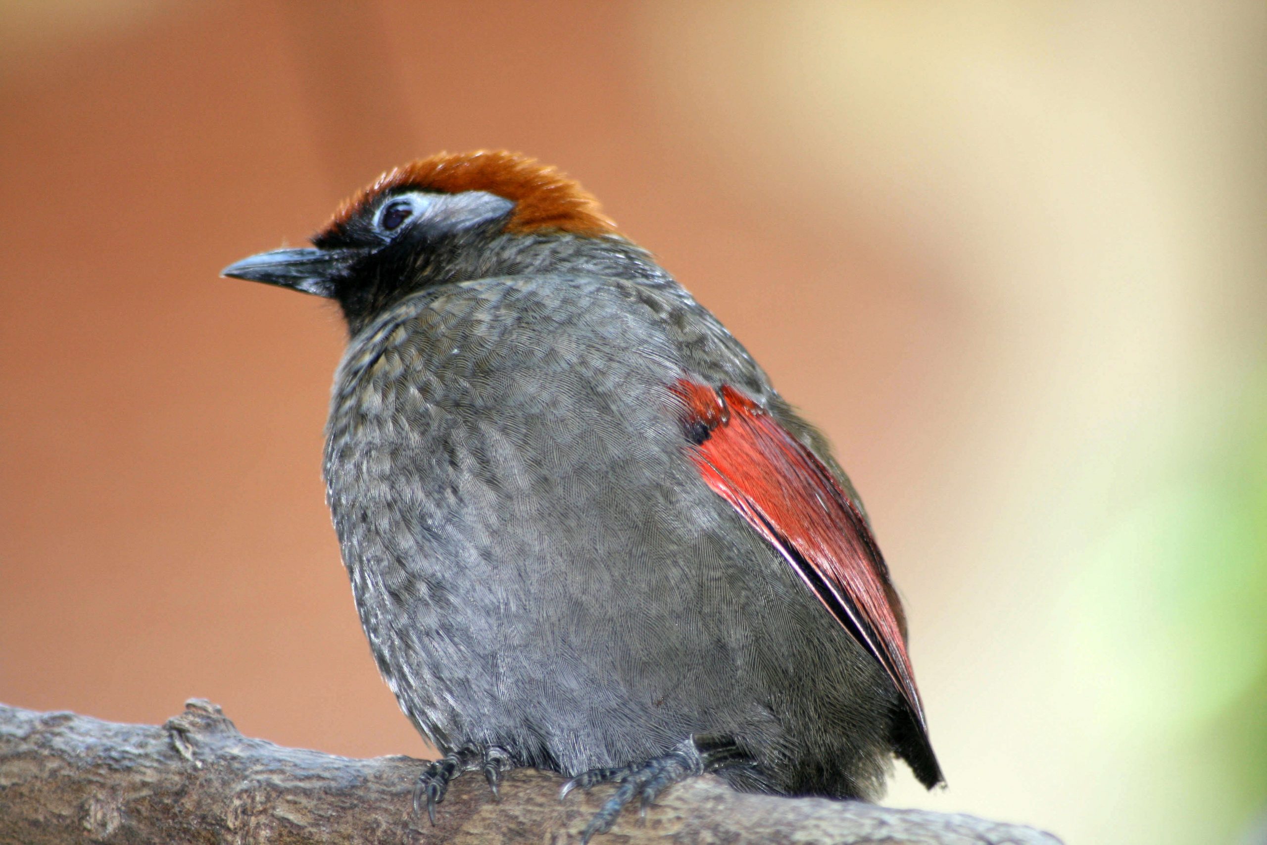 Birds are slow to evolve, making them vulnerable