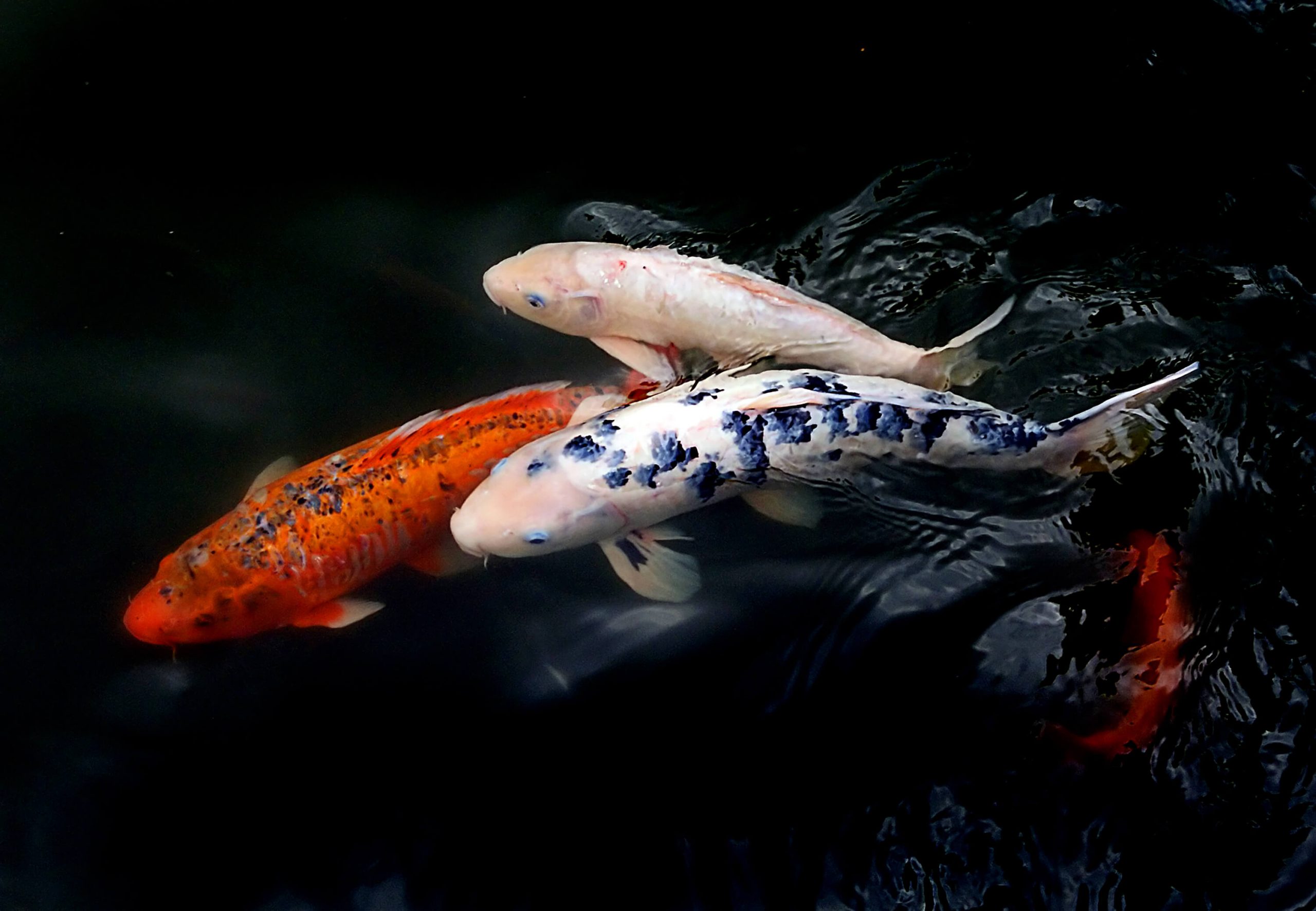 Here’s what it’s like to dive French’s Fish alley