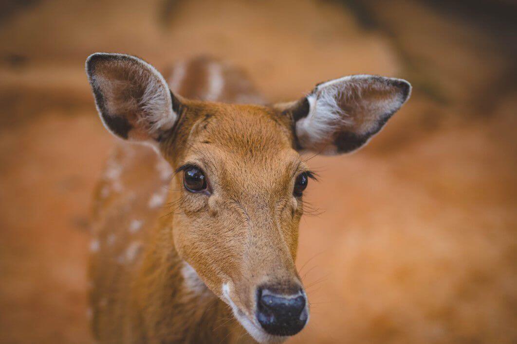 Deers may help prevent wildfires in California