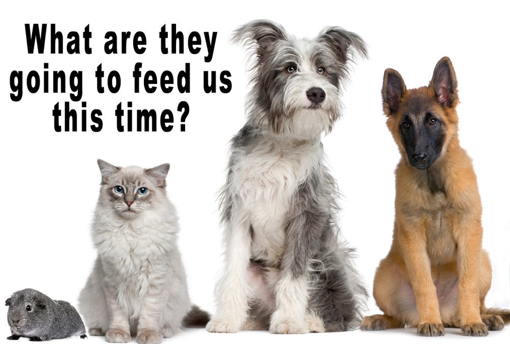 What Is The Ultimate Feeding Regimen For Our Dogs, Cat, Ferrets and Other Carnivores?